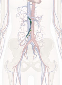 Superior Mesenteric Vein