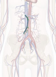 Superior Mesenteric Vein