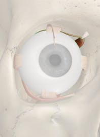 Superior Oblique Muscle