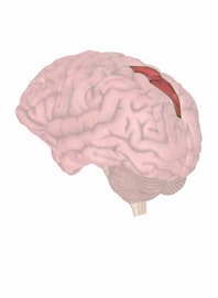 Superior Parietal Lobule