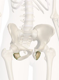 Superior Ramus of Ischium