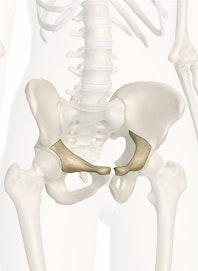 Superior Ramus of Pubis