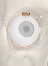 Superior Rectus Muscle