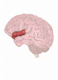 Superior Temporal Gyrus