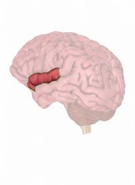 Superior Temporal Gyrus