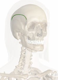 Superior Temporal Line