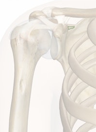 Superior Transverse Scapular Ligament