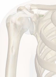 Superior Transverse Scapular Ligament