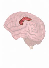 Supramarginal Gyrus