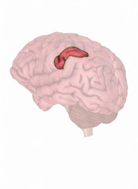 Supramarginal Gyrus