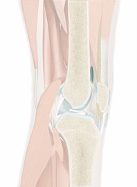 Suprapatellar Bursa