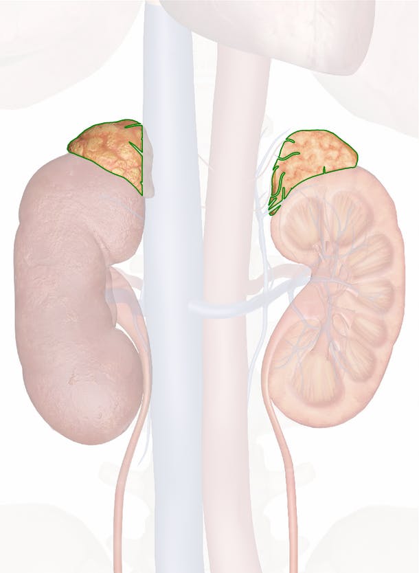 Suprarenal (Adrenal) Glands