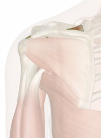 Supraspinatus Muscle