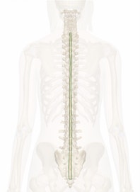 Supraspinous Ligament