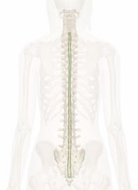 Supraspinous Ligament