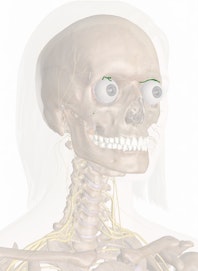 Supratrochlear Nerve