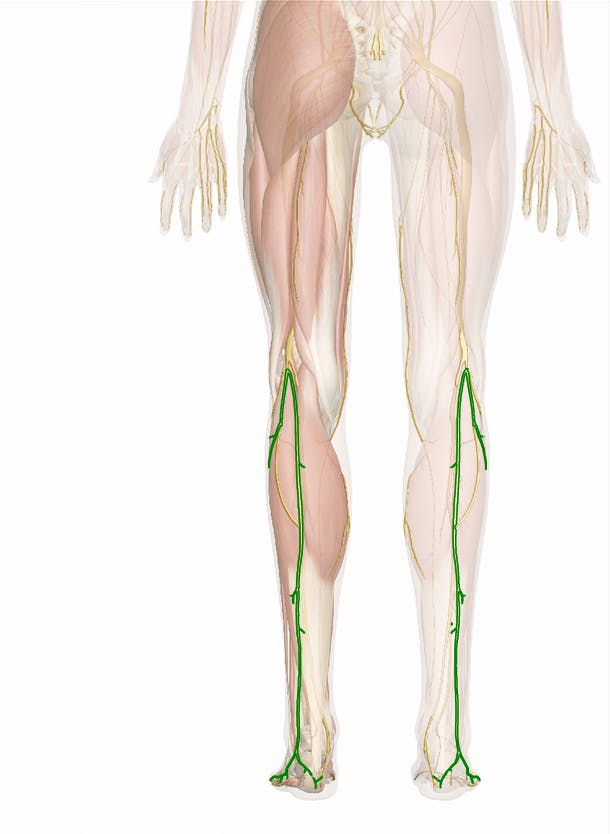 The Nerves of the Leg and Foot: 3D Anatomy Model