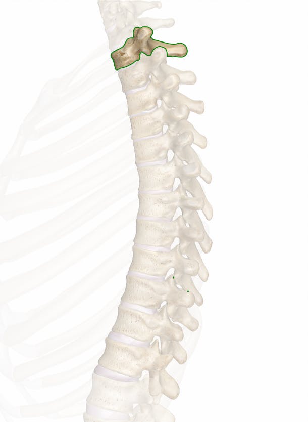thoracic vertebrae vertebral arch