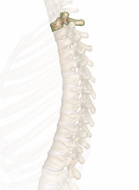 The T1 Vertebra
