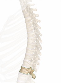 The T12 Vertebra