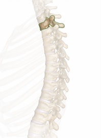 T2 (2nd Thoracic Vertebra)