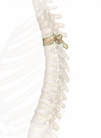 T4 (4th Thoracic Vertebra)