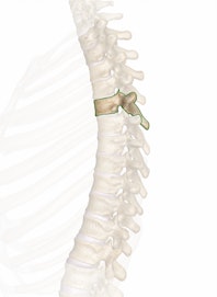 T5 (5th Thoracic Vertebra)