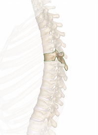 T6 (6th Thoracic Vertebra)