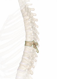 The T8 Vertebra