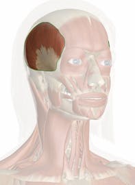Temporalis Muscle