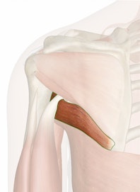 The Teres Major Muscle