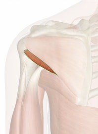 Teres Minor Muscle