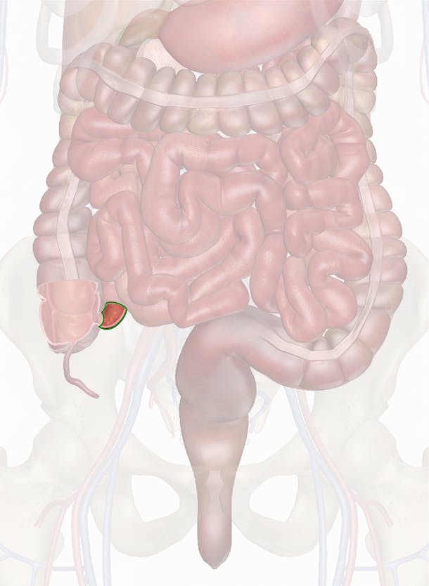 ileocecal valve diagram