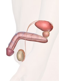 The Testes (Testicles)