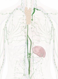 Thoracic Duct (Left Lymphatic Duct)