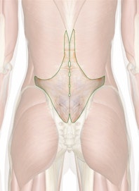 Thoracolumbar Fascia