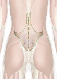 Thoracolumbar Fascia