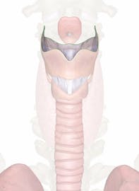 Thyrohyoid Membrane