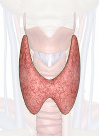Thyroid Gland