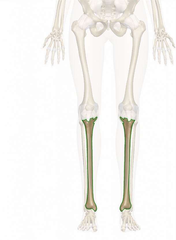 Tibia Anatomy and Function