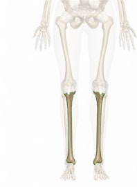 The Tibia