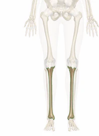 The Tibia: Anatomy and 3D Illustrations