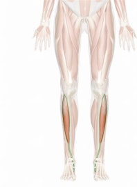 Tibialis Anterior Muscle
