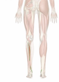 Tibialis Posterior Muscle