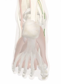 Tibialis Posterior Tendon