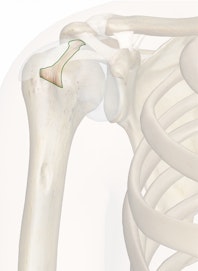 Transverse Ligament of Humerus
