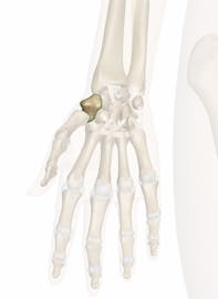The Trapezium Bone