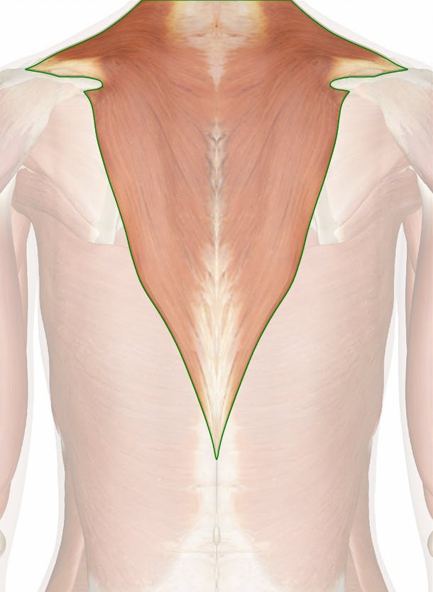 Trapezius Muscle (Human Anatomy): Image, Functions, Diseases and