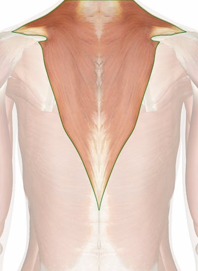 Trapezius Muscle (Human Anatomy): Image, Functions, Diseases and Treatments