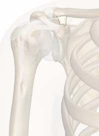 Trapezoid Ligament